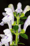 Hairy skullcap